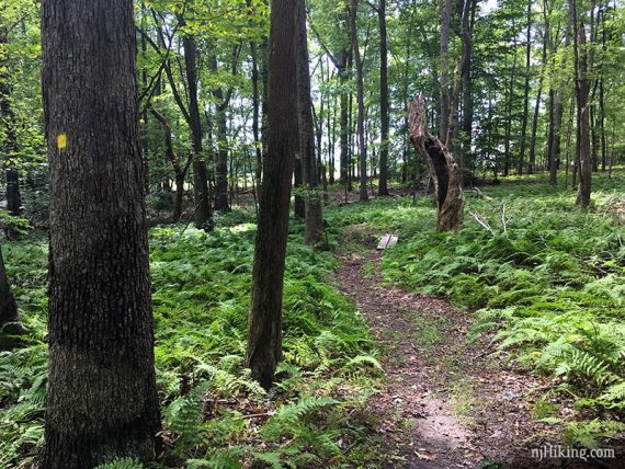 Yellow trail marker on a tree next to a path with ferns.