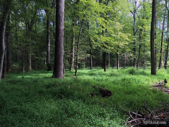 Large section of invasive grasses in a forest.