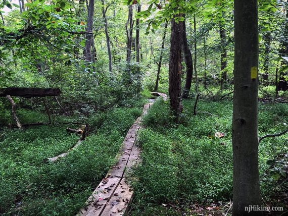 Plank boardwalk on a trail surrounded by grasses.