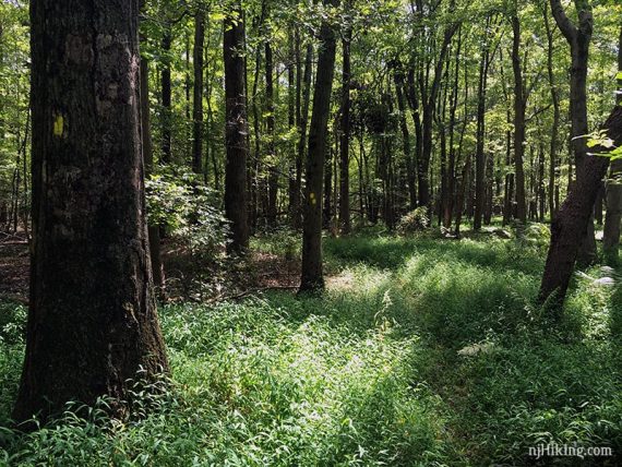 A few areas of the trail are overgrown