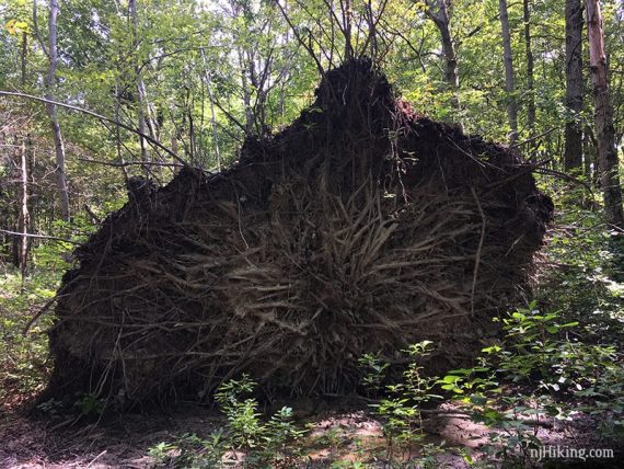 Roots of a very large overturned tree.