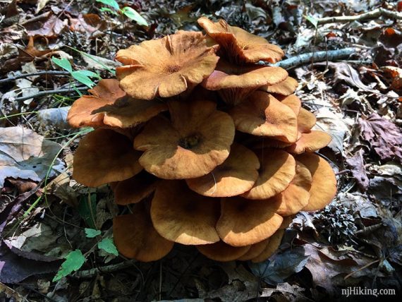 Large orange mushroom