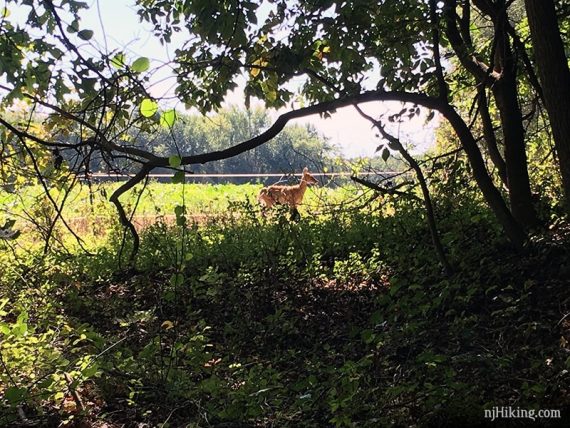 Fawn in a field