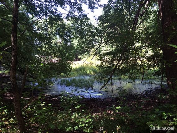 Small vernal pond.