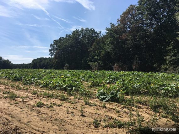 Field with crops