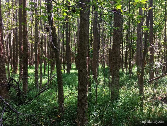 Dense stand of trees