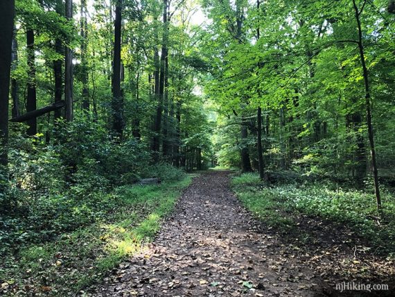 Easy paths in Institute Woods.