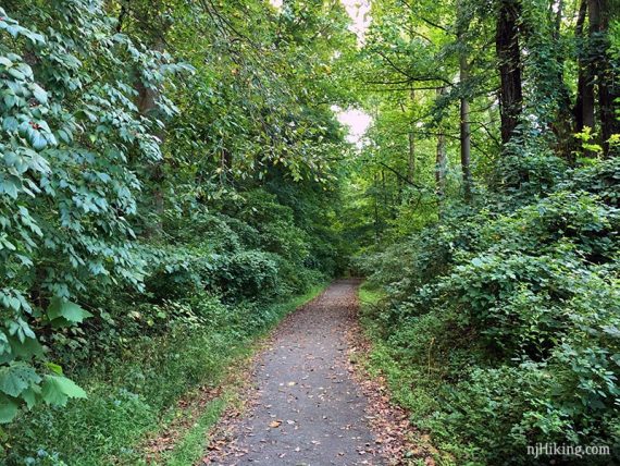 Path through Institute Woods.