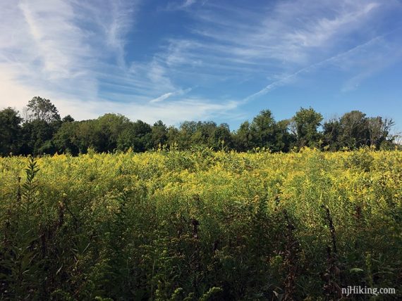 Field in Princeton Battlefield State Park.