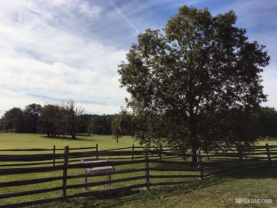 The site of the Mercer Oak.