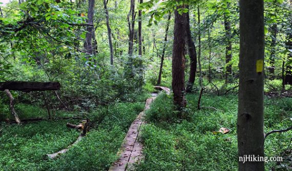 Ireland Brook Trail