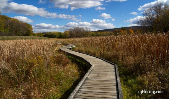 Curved boardwalk through marshy grasses