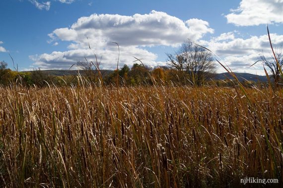 Grass along the Pochuck Boardwalk.