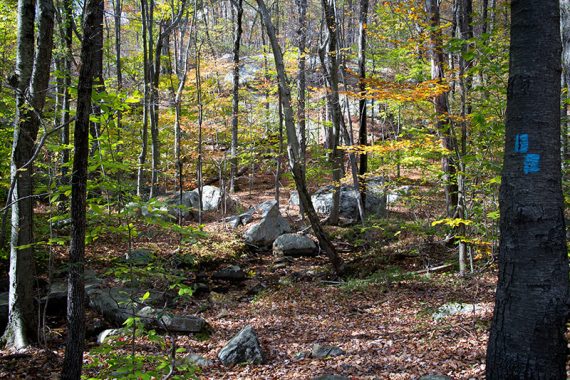 Two blue trail markers on a tree with large rocks in the distance.