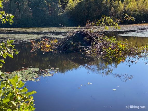 Beaver lodge.