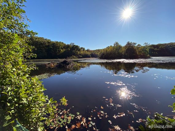 Beaver lodge on Butler Reservoir.