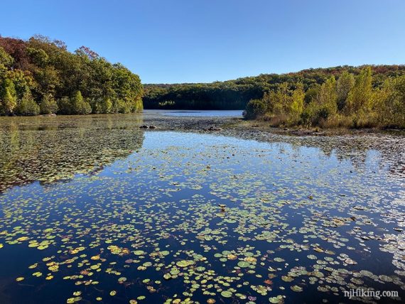 Butler Reservoir covered in lily pads.