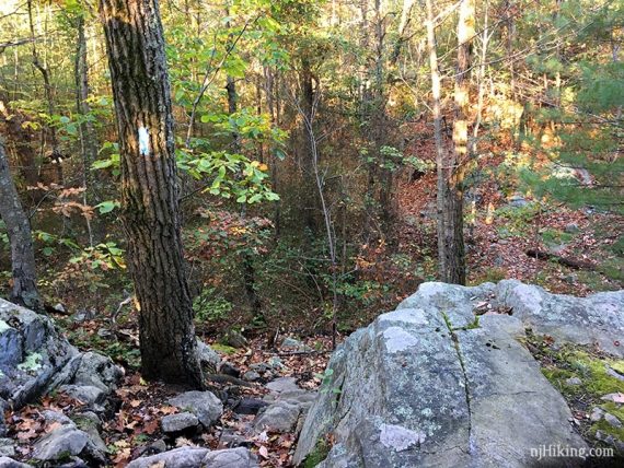 Blue marker on a tree next to a rock scramble down.