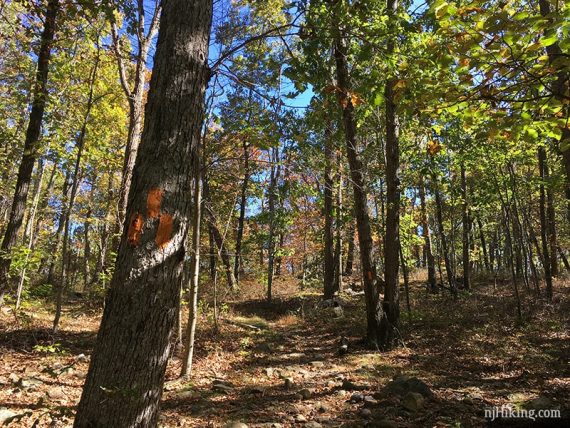 Three orange trail markers on a tree.