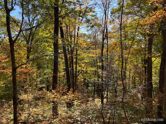 Fall foliage at Apshawa Preserve