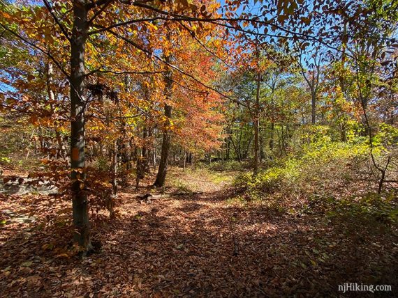 Foliage at Apshawa Preserve