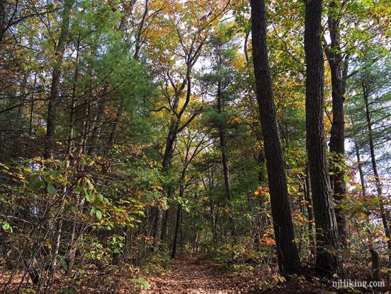 Foliage on the cliff trail