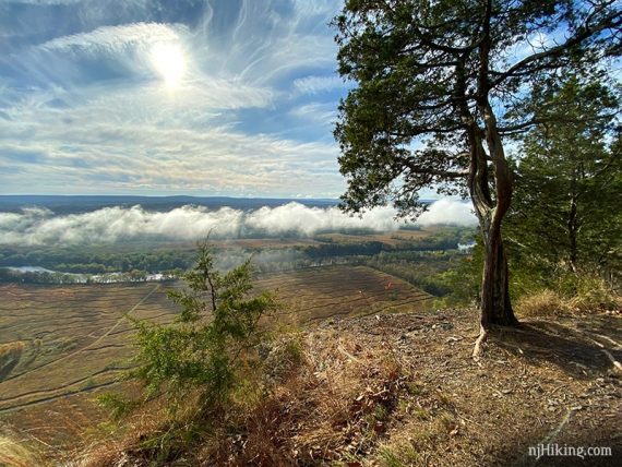 Low clouds over a valley with a gnarled tree in the foreground.