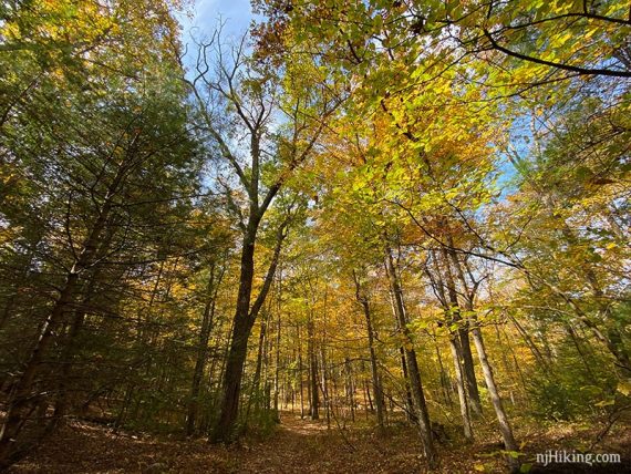 Fall foliage on the Pond Loop