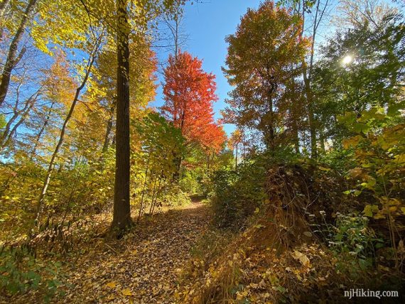 Fall foliage on the Patriot's Path