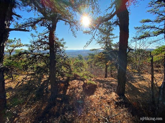 Sun streaming through pine trees.