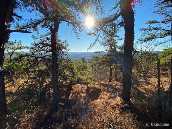 Sun streaming through pine trees