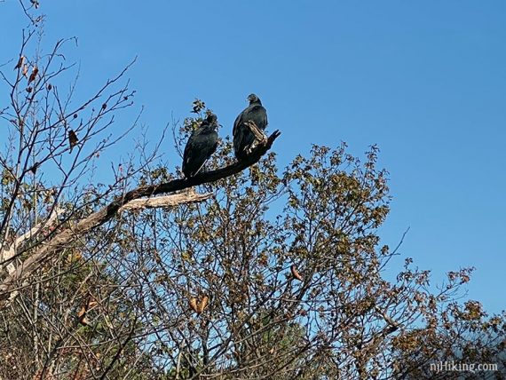 Pair of Vultures.