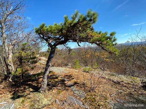 Cool pine tree