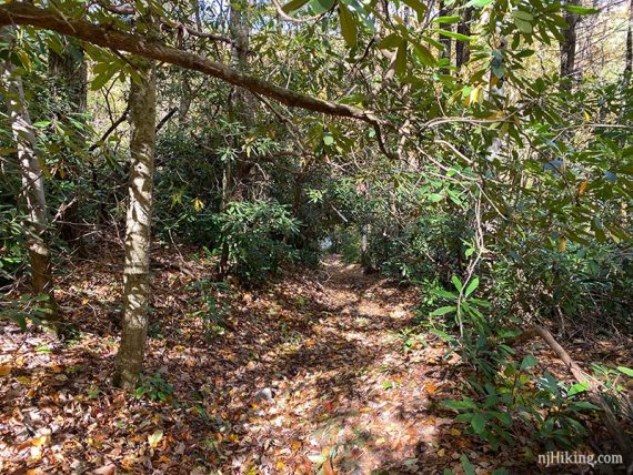 Rhododendron tunnel.