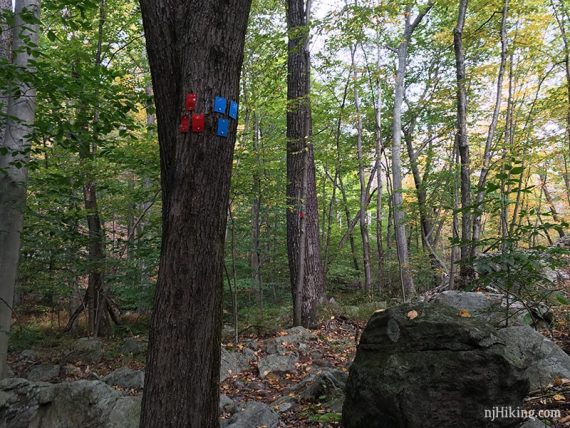 Start of red trail and end of blue trail markers on a tree.