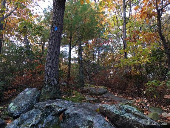 Blue Hewitt Butler trail marked on a tree.