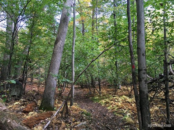 Dirt trail with a red marker on a tree.