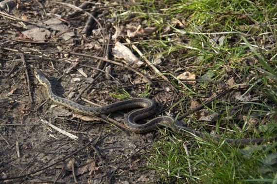 Eastern garter snake