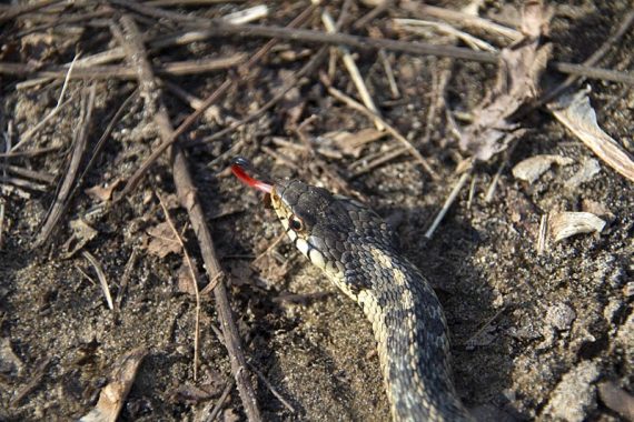Eastern garter snake close-up