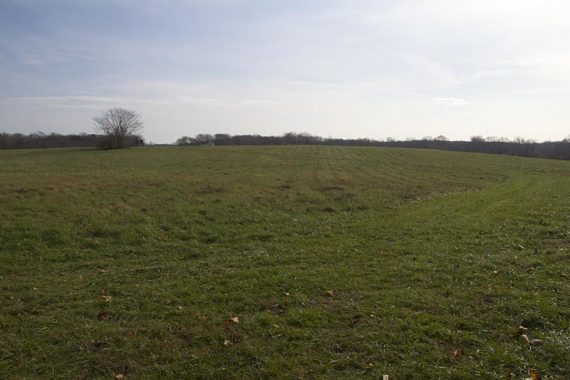 Grassy path through a field