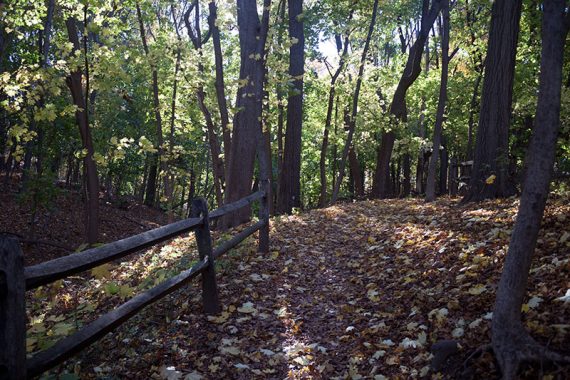 Reservoir Loop trail covered with fallen leaves.