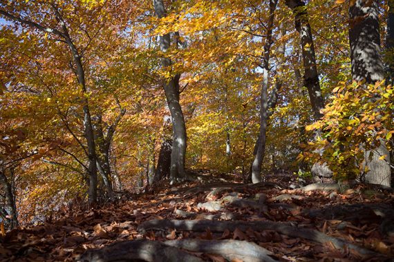 Bright yellow leaves above a root covered footpath.