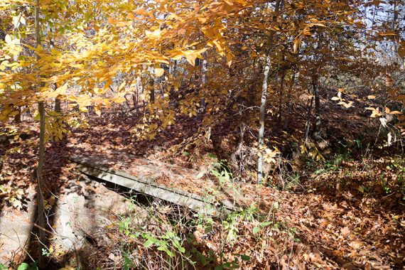 Bridge on Reservoir Loop trail with yellow overhanging leaves.