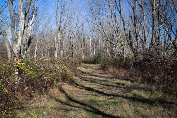 Wide flat grassy trail surrounded by bare trees.