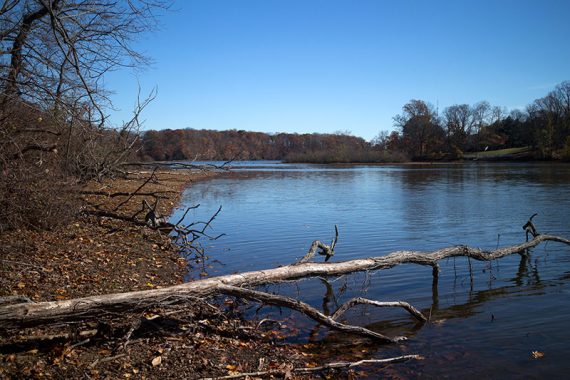 View of the Reservoir and a large downed tree.