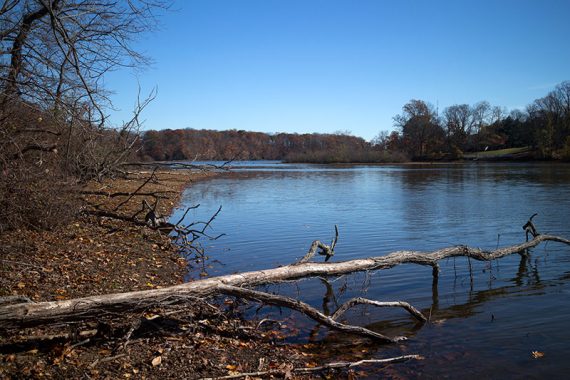 View of the Reservoir and a large downed tree.