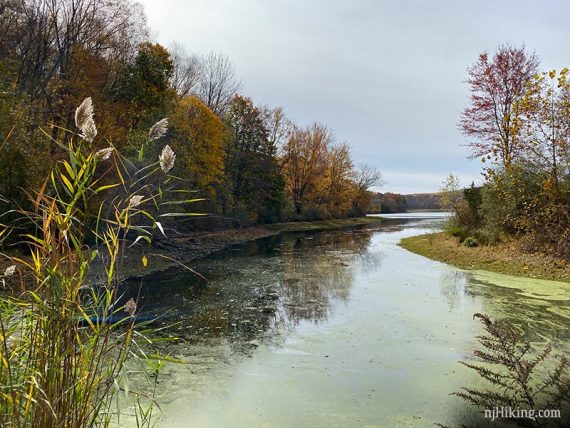 View of the pond from the bridge