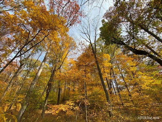 Beautiful foliage