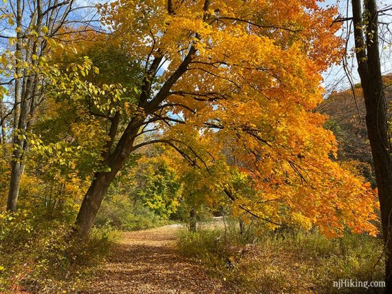 Fall foliage in full swing