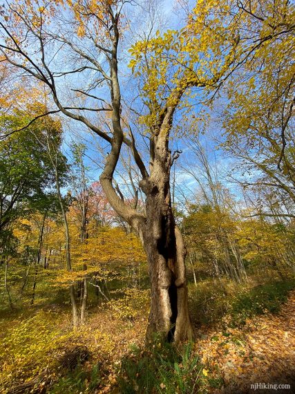 Tree with center hollowed out